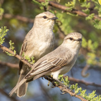 African Grey Flycatcher